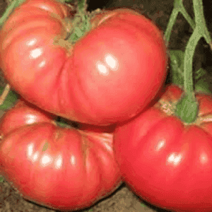 Plant de tomate Rose Russe