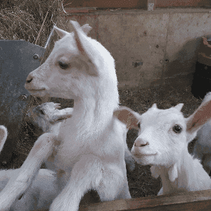 Ferme de Blanet