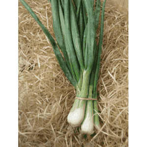 Oignons frais, botte 300g (Cébettes)