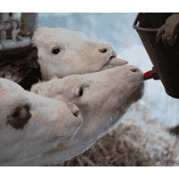 LA FERME SAINTE COLOMBE #4