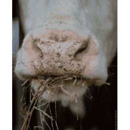 LA FERME SAINTE COLOMBE #6