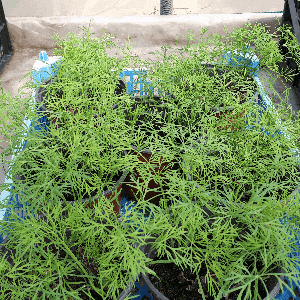 Plant Aneth