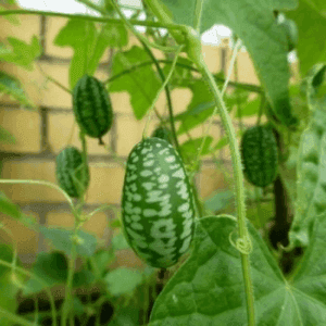 Plant de légume - CONCOMBRE miniature (Melothria Scabra)