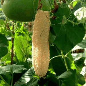 Plant de légume - COURGE Luffa