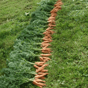 Carottes