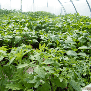 Tomate "Auriga"