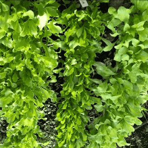 plants de salade en racines nues