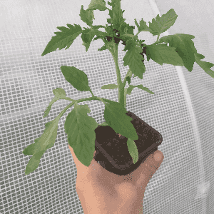 Plant Tomate - Noire Russe