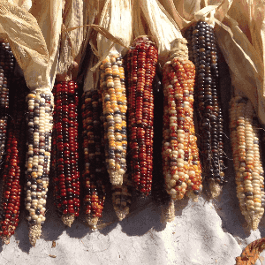 Mais dur des Indiens en épis (farine, polenta, semence)