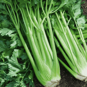 Plant de légume - CELERI Branche