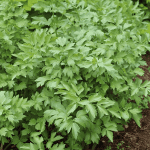 Plant de légume vivace - LIVECHE (Ache, Céleri perpetuel)