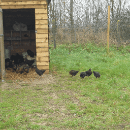 Au Jardin du Pré-Bocage #5