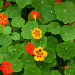 Plant de fleur - CAPUCINE