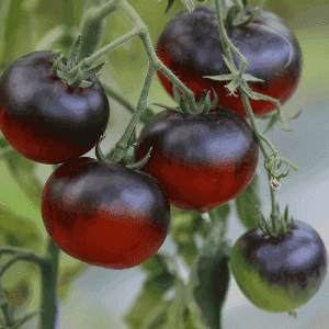 Plant de tomate originale - OSU BLUE