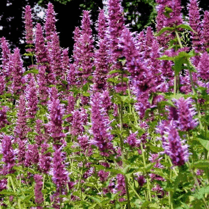 Plant aromatique vivace - AGASTACHE