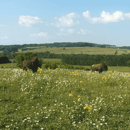 SCEA La Ferme Aux Bisons #1