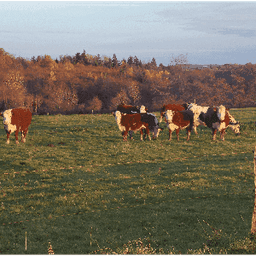 SCEA La Ferme Aux Bisons #6