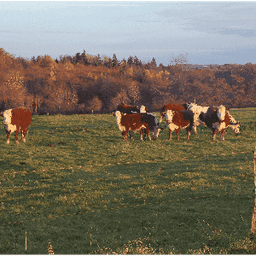 SCEA La Ferme Aux Bisons #2