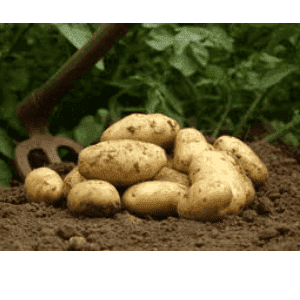 Pommes de terre au kg