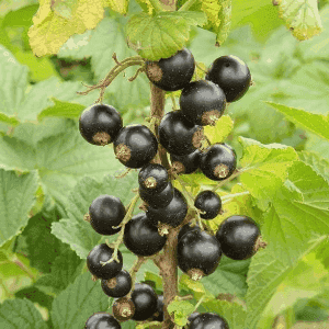 Plant de petit fruit - CASSIS (Andega)