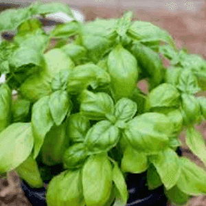 Plant de Basilic