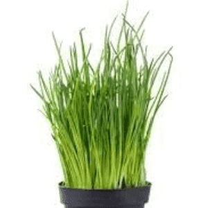 Plant de ciboulette