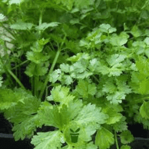 Plant de coriandre