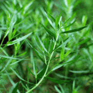 plant d'Estragon