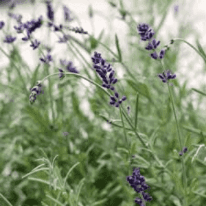 Plant de lavande