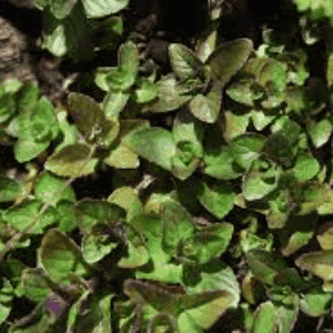 Plant de Menthe Chocolat