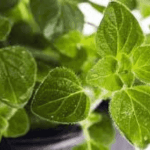 Plant d'Origan