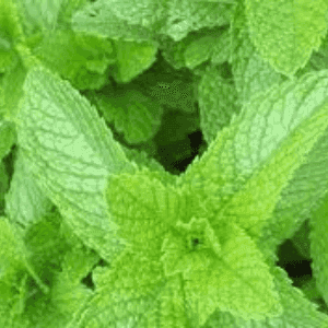 Plant de Menthe verte