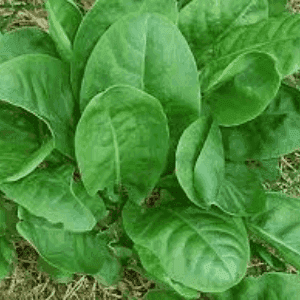 Plant d'oseille