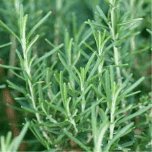 Plant de Romarin