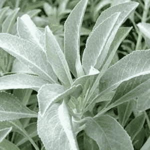 Plant de Sauge