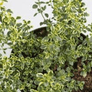 Plant de Thym Citron