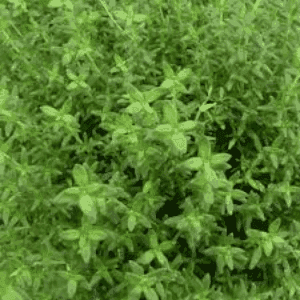 Plant de Thym