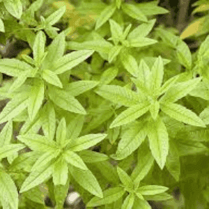 Plant de Verveine