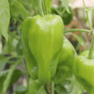 Plant de poivron