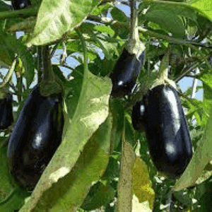 Plant d'aubergine