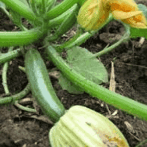 Plant de courgette