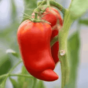 Plant de tomate Andine cornue