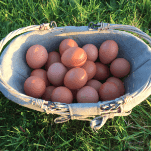 oeufs
