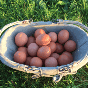 oeufs