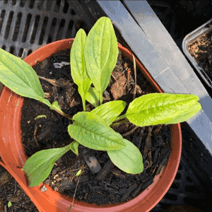 plant bio d'échinacea