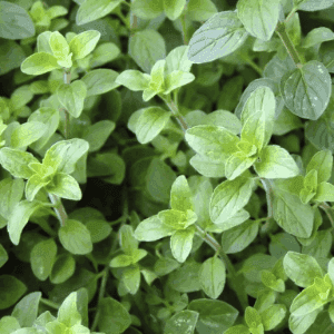 Plant aromatique vivace - ORIGAN