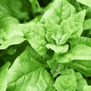 Plant de légume - TETRAGONE