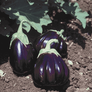Plant Aubergine "Black Beauty"
