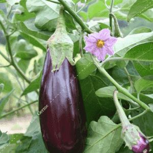Plant Aubergine "Violette de Toulouse"