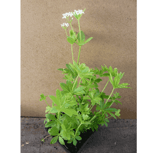Aspérule odorante